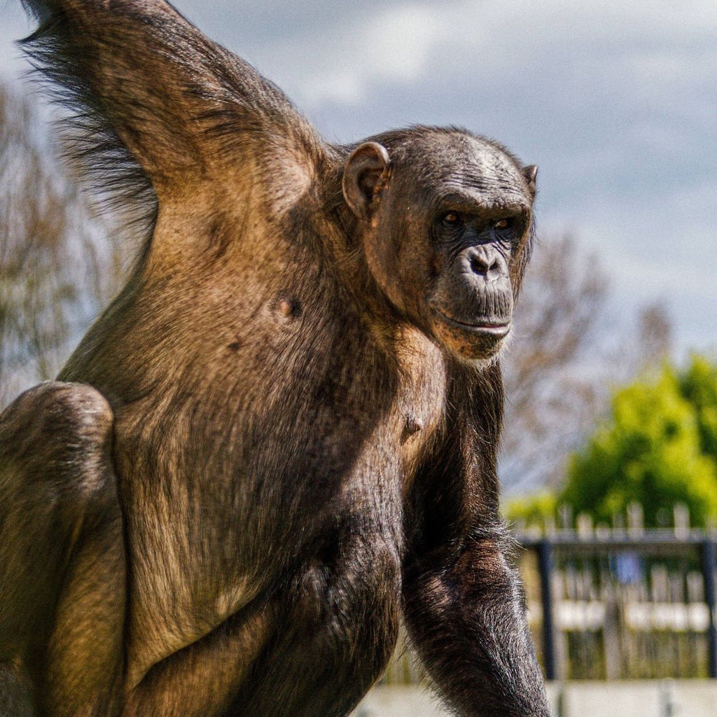 Twycross Zoo School Trip